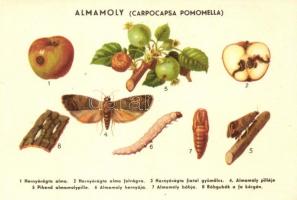 Magyar mezőgazdasági propaganda, almamoly, Klösz / Hungarian agricultural propaganda, apple moth, Klösz