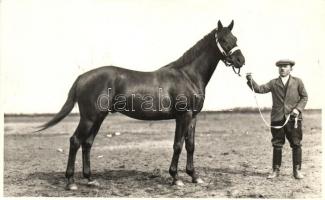 &quot;Véletlen&quot; mén, apja Sirocco; csáki Geiszt Gyula, Kondoros / Horse, photo