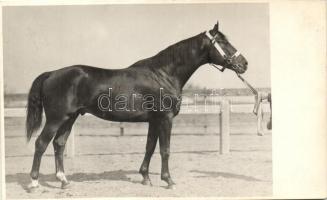 &#039;Geist&#039; horse, Waltner Berta photo