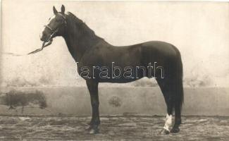 &#039;Incitato&#039; horse, Kovács Imre, Gyöngyös photo