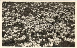 1927 Késmárk, Kezmarok; itató, Krókusz rét / watering place, Crocus field, photo