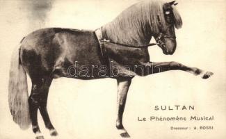 Sultan, Le Phenomene Musical / Horse, circus show