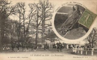 Le Haras du Pin, Promenade, Tibere Thoroughbred Stallion English Horse