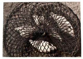 cca 1980 Újvári Béla: Szák, feliratozott vintage fotóművészeti alkotás, 28x40 cm