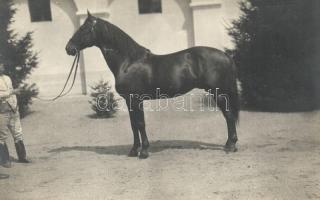 Magyar ló, Dr. Szőke Béla amateur felvétele / Hungarian horse, photo