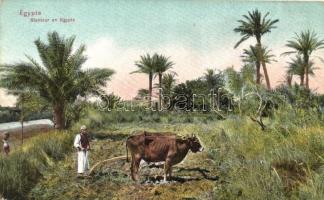 Egyptian folklore, farmer, ox