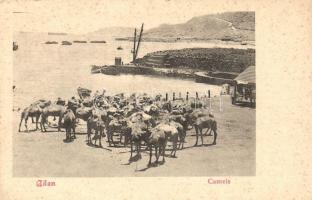 Aden, camels (EK)