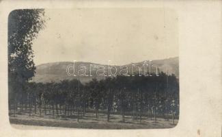 1908 Nagyvárad, Oradea; szőlőtelep / vineyard, photo