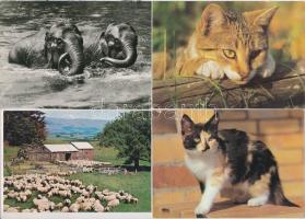 112 db MODERN állat motívumos képeslap, sok macskás és madaras lappal / 112 modern motive postcards,...