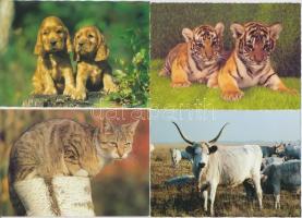 112 db MODERN állat motívumos képeslap, sok macskás és madaras lappal / 112 modern motive postcards,...