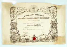1911 A Királyi Magyar Természettudományi Társulat Dézsi Béla urat rendes tagjává választja, díszoklevél viseltes állapotban, 44x65cm