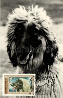 13 db MODERN fekete fehér kitűnő minőségű motívumlap; kutya, Agarak alkalmi bélyegzéssel / 13 modern black and white  motive cards, excellent quality; dogs, Sighthounds with So. Stpl