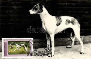 13 db MODERN fekete fehér kitűnő minőségű motívumlap; kutya, Agarak alkalmi bélyegzéssel / 13 modern...