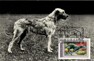 13 db MODERN fekete fehér kitűnő minőségű motívumlap; kutya, Agarak alkalmi bélyegzéssel / 13 modern...