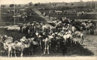 Zinder, camel caravan