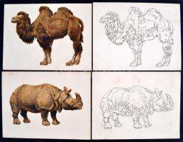 cca 1910 18 db gyermekeknek való, állatokat ábrázoló tábla. Egy színes litho és egy kockázott kifest...