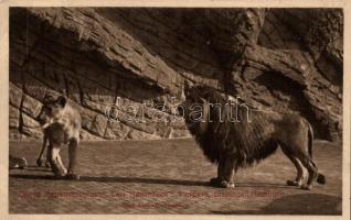 Hamburg, Stellingen, Carl Hagenbeck&#039;s Tierpark / zoo, lions