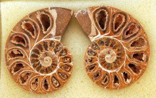 2 db ammonites-fosszília (Madagaszkár), dobozban, jó állapotban