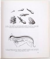 Mihály Ferenc: Vezető a természettudományi múzeum Magyarország állatvilága kiállításához.É.n.,  Népm...