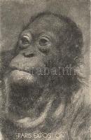 Baby Orangutan, monkey
