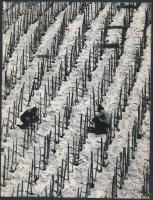 cca 1970 Zsigri Oszkár: Tavaszi munka, aláírt vintage fotóművészeti alkotás, 24x18 cm