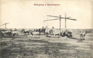 Hortobágy, Ökörgulya