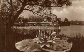 Hévíz-gyógyfürdő, lótuszvirág (fl)