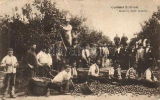 Sicilian folklore, harvest of the oranges (EK)