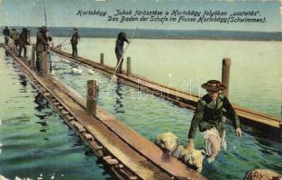 Hortobágy, juhok fürösztése a folyóban "usztatás" (Rb)