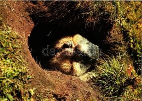 50 db modern városképes és motívum képeslap, főleg magyarországi városok, kevés külföldi és állatos ...