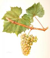 Turković, Zdenko: Ampelografski atlas. Ampelographischer Atlas. Zágráb, 1952, Poljoprivredni nakladn...