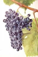 Turković, Zdenko: Ampelografski atlas. Ampelographischer Atlas. Zágráb, 1952, Poljoprivredni nakladn...