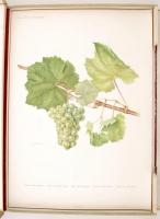 Turković, Zdenko: Ampelografski atlas. Ampelographischer Atlas. Zágráb, 1952, Poljoprivredni nakladn...