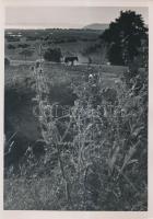 cca 1939 Dr. Sevcsik Jenő (1899-1996): Szalmaszállító szekér, jelzés nélküli vintage fotó a szerző hagyatékából, 30x21 cm