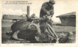 Thessaloniki, Salonica; Farrier shoeing a buffaloo  (Rb)