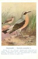 Hantmadár, Saxiole Oenanthe L. / Bird species s: Vezényi E.