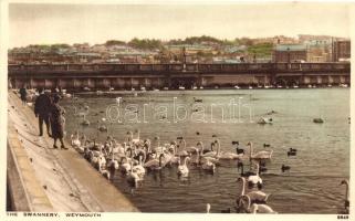 Weymouth, The Swannery