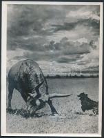 Balogh Rudolf (1879-1944): Bika és puli, gólyák, kétségbeesés, 3 db feliratozott fotó, 24x18 cm