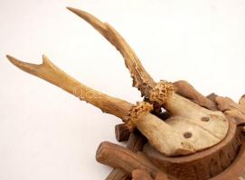 1887 Őzbak vadásztrófea, 30x17 cm