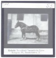 cca 1910-1930 10 db lovászati üvegdia, egy részük feliratozva, Uránia Szemléltető Taneszközök Gyára,...