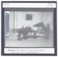 cca 1910-1930 10 db lovászati üvegdia, egy részük feliratozva, Uránia Szemléltető Taneszközök Gyára,...