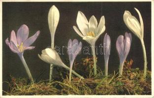 47 db RÉGI motívumlap hátoldali sérülésekkel; virágok / 47 old motive cards with backside damages; f...