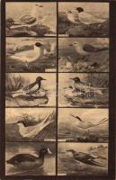 Magyar Földrajzi Intézet színes madár levelzőlapja VI. Úszók csoportja / Birds
