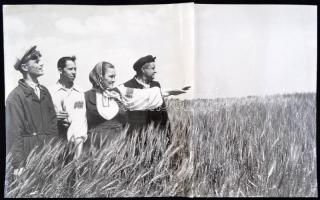 cca 1950 Határszemle betakarítás előtt egy szovjet kolhozban, két képből összeillesztett panorámafotó, 20x34 cm