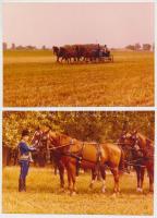 1983 Dömsöd, Fogathajtók versenye, 8 db régi színes fotó, 10x15 cm