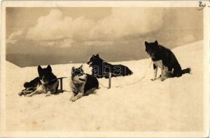 Polarhunde auf Jungfraujoch / Polar dogs