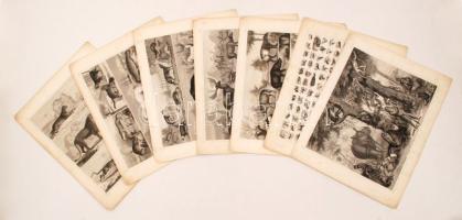 cca 1880 7 db különféle állatvilág tematikájú fametszet: ragadozók, trópusi élőlények, sarkköri állatok, stb., különböző méretben /  cca 1880 7 various wood engravings about the world fauna: tropical and arctic animals, carnivores, etc., in various sizes