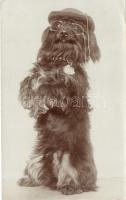 1907 Dog with hat and glasses, humour, photo (EK)