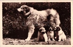 Dog with puppies, Chiens des Pyrénées No. 49 (EK)