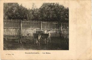 Villers-Cottertes - Les Biches / Hinds, deer (EK)